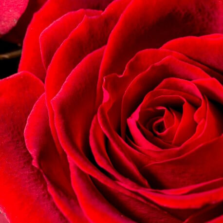 Perfume Arabe SILK ELIXIR mujer Equivalencia de Yodeyma