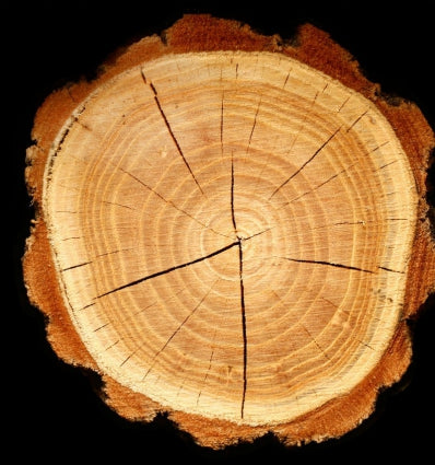 Close-up of a tree stump showing wood grain and growth rings on a black background.