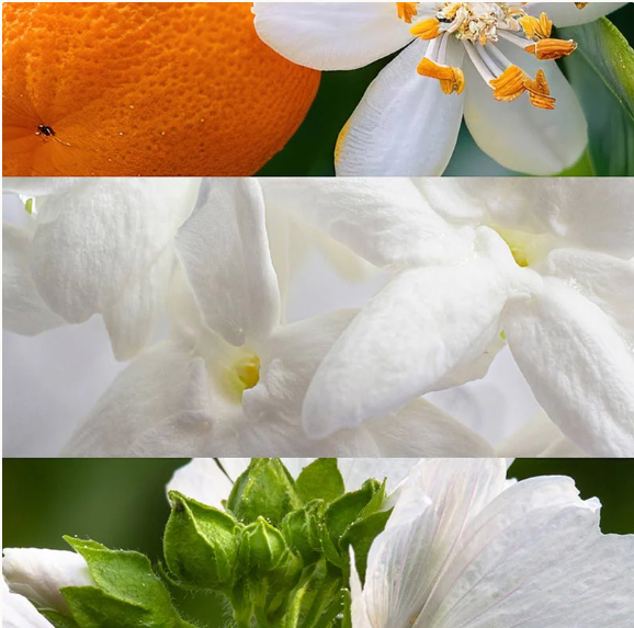 Nicolás for Her (100 ml) Eau de Parfum