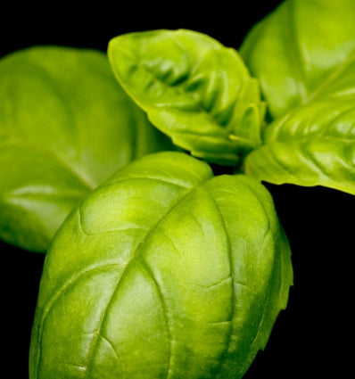 Fresh basil leaves on a dark background, showcasing vibrant green color and texture.