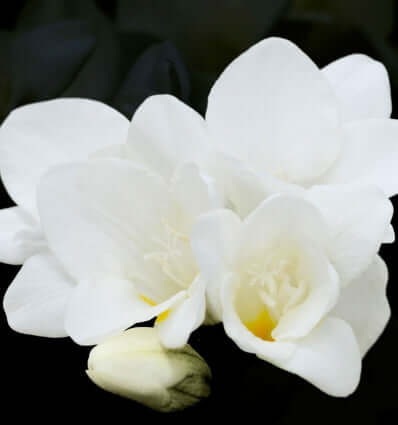 Eau de Parfum DELÁ Equivalencia de Yodeyma