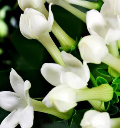 Close-up of delicate white flowers with green stems and leaves.