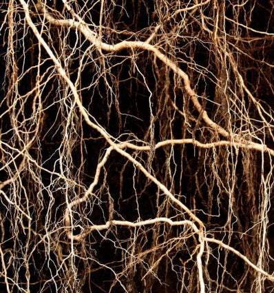 intricate network of brown tree roots against a dark background, showcasing natural textures and patterns.