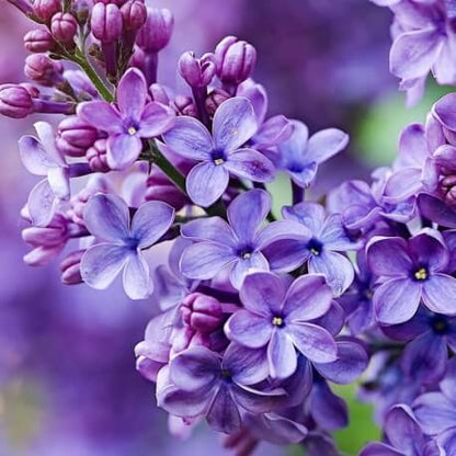 Perfume Arabe SILK ELIXIR mujer Equivalencia de Yodeyma