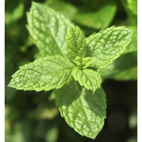 Mint Ocean Eau de Parfum Yodeyma ¡NOVEDAD!