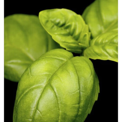 Mint Ocean Eau de Parfum Yodeyma ¡NOVEDAD!